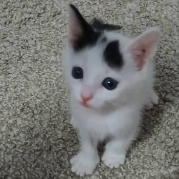 Eddy -  Domestic Short Hair Cat for Adoption in Denver, Colorado - Eddy | PetCurious