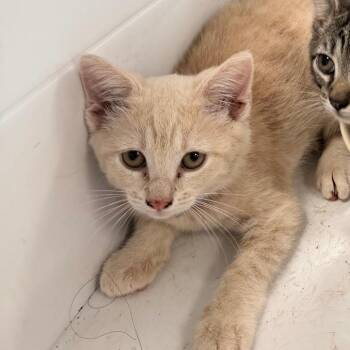 Kion -  Domestic Short Hair Cat for Adoption in Philadelphia, Pennsylvania - Kion | PetCurious