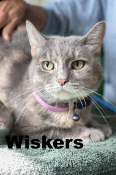 Rescue Dilute Tortoiseshell Cats for Adoption in Macomb, Illinois - Whiskers | PetCurious