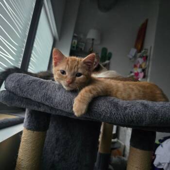Motherboard -  Domestic Short Hair Cat for Adoption in Chicago, Illinois - Motherboard | PetCurious