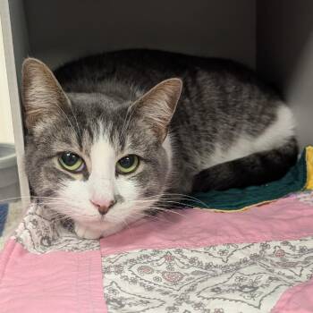 Domestic Short Hair Cats Available for Adoption - Dan | PetCurious