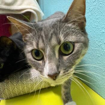Bandit and Shadow -  Domestic Medium Hair Cat Available for Adoption in Springfield, Missouri - Bandit And Shadow | PetCurious
