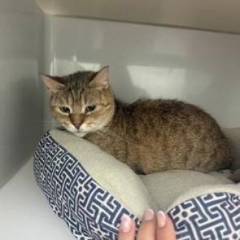 Domestic Short Hair Cats Available for Adoption in Phoenixville, Pennsylvania - Ana  | PetCurious