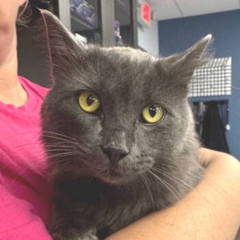 Rescue Domestic Medium Hair Cats for Adoption in Zimmerman, Minnesota - Suede | PetCurious