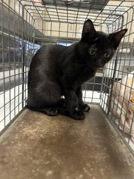 SABRINA -  Domestic Short Hair Cat for Adoption in Las Vegas, Nevada - SABRINA | PetCurious