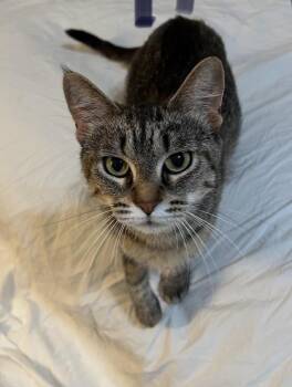 Gigi Lee -  Tabby Cat for Adoption in Poplar Grove, Illinois - Gigi Lee | PetCurious