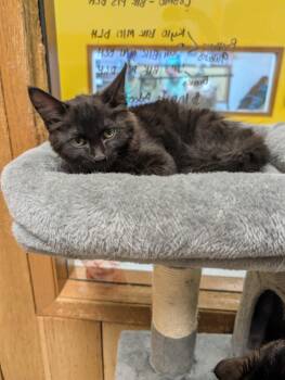 UNO -  Domestic Long Hair Cat for Adoption in Spokane Valley, Washington - UNO | PetCurious