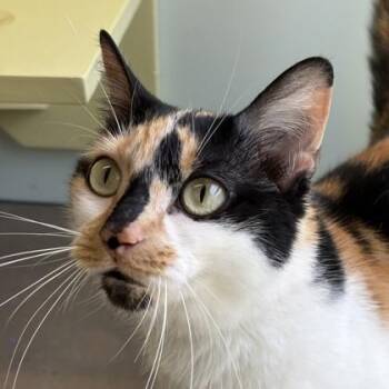 Harper -  Domestic Short Hair Cat for Adoption in Richmond, Virginia - Harper | PetCurious
