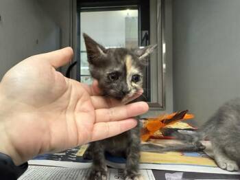 BENITA -  Domestic Short Hair Cat for Adoption in Rowlett, Texas - BENITA | PetCurious