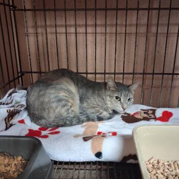 Lillee -  Domestic Short Hair Cat for Adoption in Gautier, Mississippi - Lillee | PetCurious