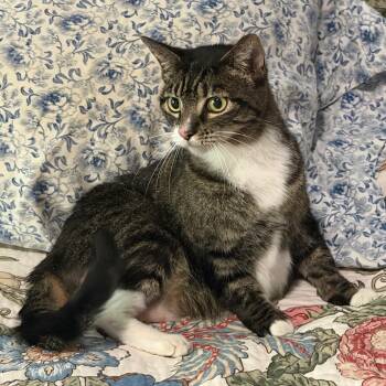 Domestic Short Hair Cats Available for Adoption in Lewisville, Texas - Shania | PetCurious