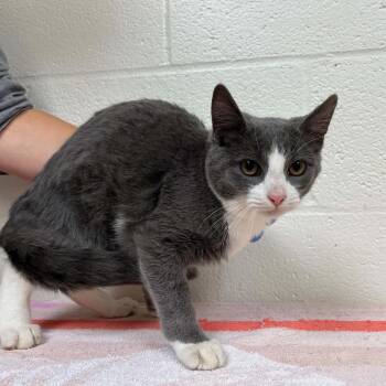 SVAS-Stray-39530 -  Domestic Short Hair Cat for Adoption in Lyndhurst, Virginia - SVAS-Stray-39530 | PetCurious