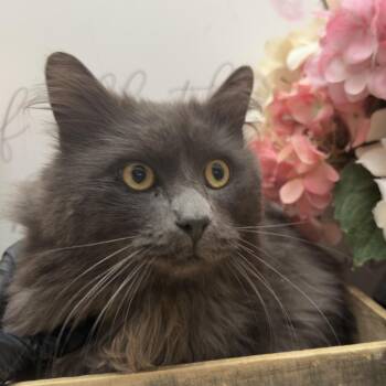 Domestic Medium Hair Cats Available for Adoption - Sunshine | PetCurious