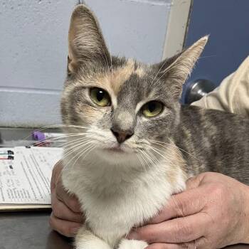 Lila -  Domestic Short Hair Cat for Adoption in Dekalb, Illinois - Lila | PetCurious