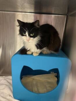 Domestic Long Hair Cats Available for Adoption - PRIMROSE | PetCurious