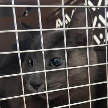 Barbara Walters -  Domestic Short Hair Cat for Adoption in Dearborn, Michigan - Barbara Walters | PetCurious
