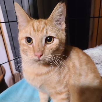 Cheddar Hill -  Domestic Short Hair Cat for Adoption in Woodstock, Virginia - Cheddar Hill | PetCurious