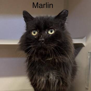 Domestic Long Hair Cats Available for Adoption - Marlin | PetCurious