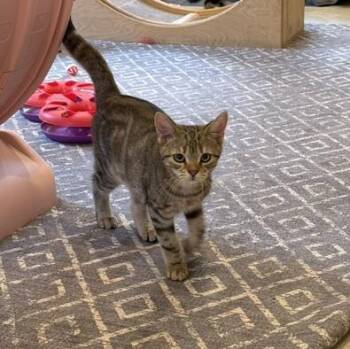 Diego -  Domestic Short Hair Cat for Adoption in Honesdale, Pennsylvania - Diego | PetCurious