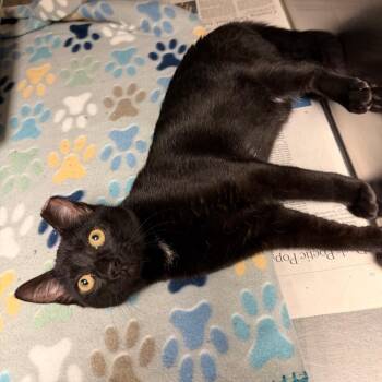 Cinnamon Bun 9576 -  Domestic Short Hair Cat for Adoption in Columbus, Georgia - Cinnamon Bun 9576 | PetCurious