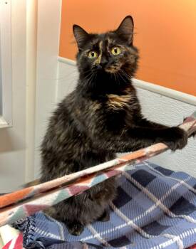 Trinity -  Domestic Medium Hair Cat for Adoption in Estherville, Iowa - Trinity | PetCurious