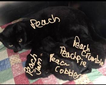 Peach -  Domestic Short Hair Cat for Adoption in Simcoe, Ontario - Peach | PetCurious