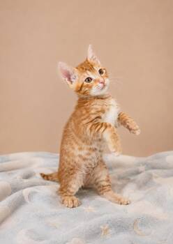 Emeril -  Domestic Short Hair Cat for Adoption in Lafayette, Louisiana - Emeril | PetCurious