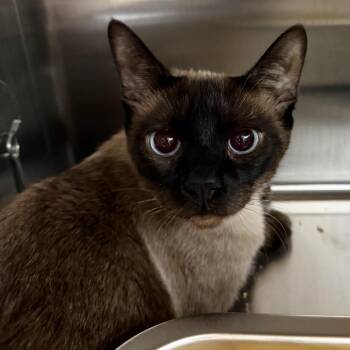 BoBo -  Siamese Cat for Adoption in Las Vegas, Nevada - BoBo | PetCurious