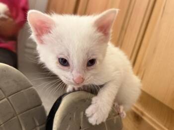 Domestic Short Hair Cats Available for Adoption in Fruit Heights, Utah - Zecora | PetCurious
