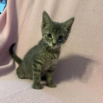 James -  Domestic Short Hair Cat Available for Adoption in Oklahoma City, Oklahoma - James | PetCurious
