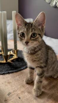 Monica -  Domestic Short Hair Cat for Adoption in Arthur, Ontario - Monica | PetCurious