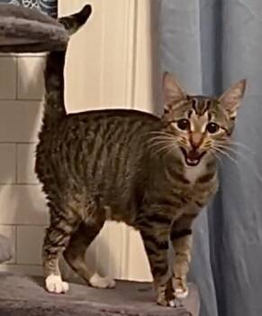 Domestic Short Hair Cats Available for Adoption - Stormy | PetCurious