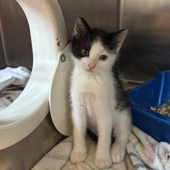 King Kong -  Domestic Short Hair Cat for Adoption in Bristol, Indiana - King Kong | PetCurious