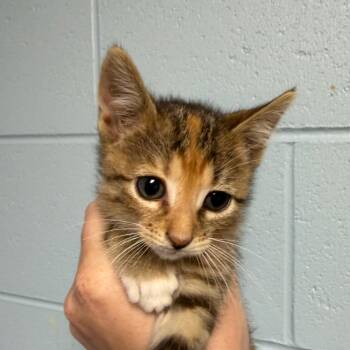 Rosa Diaz -  Domestic Short Hair Cat for Adoption in Dekalb, Illinois - Rosa Diaz | PetCurious