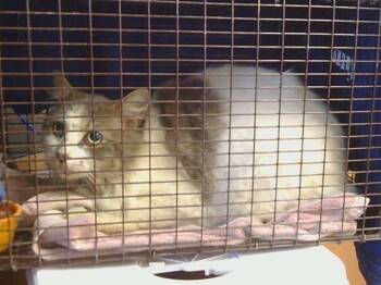 Domestic Long Hair Cats Available for Adoption - WEDNESDAY | PetCurious