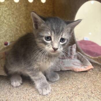 Aristotle -  Domestic Short Hair Cat for Adoption in Pasadena, California - Aristotle | PetCurious