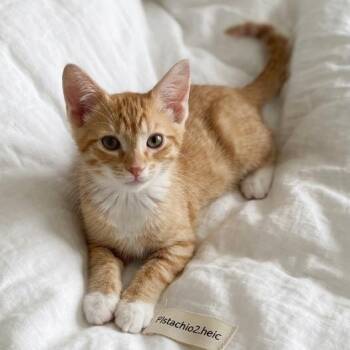 Pistachio -  Domestic Short Hair Cat for Adoption in Fort Lauderdale, Florida - Pistachio | PetCurious