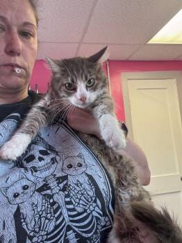 Apple Pie -  Domestic Medium Hair Cat for Adoption in Johnson City, Tennessee - Apple Pie | PetCurious