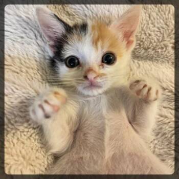 Aurora -  Domestic Short Hair Cat Available for Adoption in Long Beach, California - Aurora | PetCurious