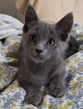 Gasket -  Russian Blue and Domestic Short Hair Cat for Adoption in San Antonio, Texas - Gasket | PetCurious