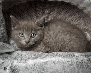 Tansy -  Domestic Short Hair Cat for Adoption in Maryville, Tennessee - Tansy | PetCurious
