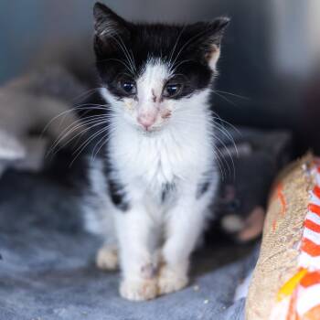 Cliff -  Domestic Short Hair Cat for Adoption in Wilmington, Delaware - Cliff | PetCurious