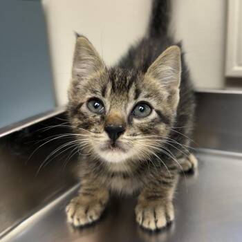 TUSC-Stray-86011 -  Domestic Short Hair Cat for Adoption in Tuscaloosa, Alabama - TUSC-Stray-86011 | PetCurious