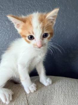 Domestic Short Hair Cats Available for Adoption in Rosenberg, Texas - JASPER | PetCurious