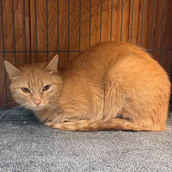 American Shorthair Cats Available for Adoption in Greenfield, Indiana - Bingo | PetCurious