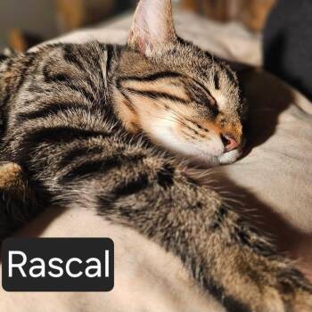 Rascal -  Domestic Short Hair Cat for Adoption in Snow Hill, North Carolina - Rascal | PetCurious