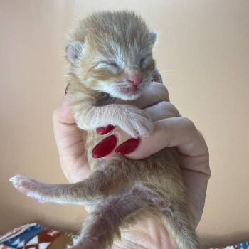 Lil Red -  Domestic Short Hair Cat for Adoption in San Antonio, Texas - Lil Red | PetCurious