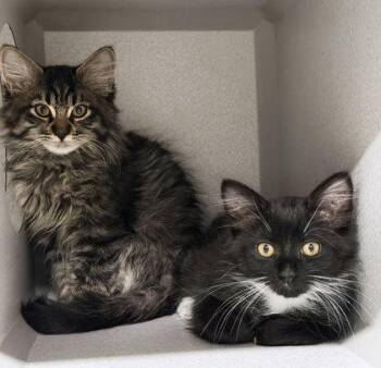 Butterfly -  Domestic Long Hair Cat for Adoption in Sacramento, California - Butterfly | PetCurious