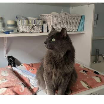 Rescue Domestic Long Hair and Maine Coon Cats for Adoption in Saint-jacques, Quebec - Chipi | PetCurious