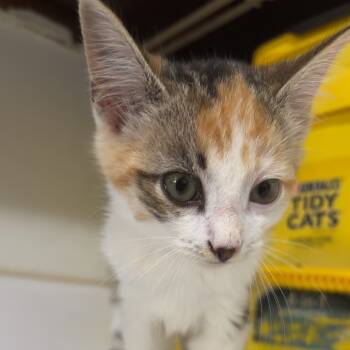 Rescue Domestic Short Hair Cats for Adoption in Wiggins, Mississippi - Tigress | PetCurious